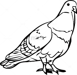 黑色鸽子线稿图素材