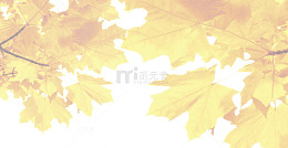 黄色树叶背景