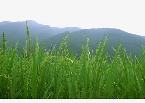 绿色禾苗png小路两旁的稻田png青黄交接的稻田png绘画植物 小草 禾苗