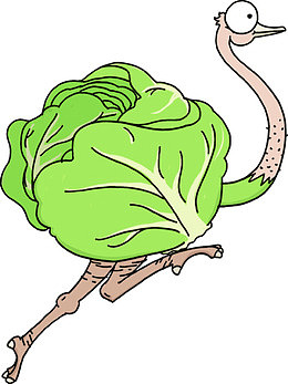 包菜