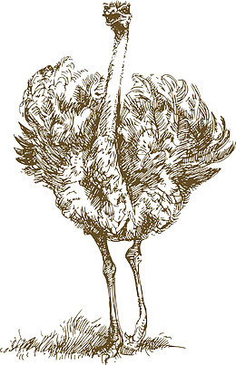 素描棕色鸵鸟