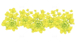 清新插图盛开的黄色油菜花