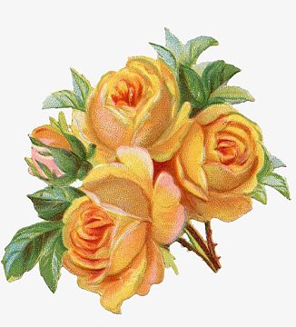 香槟色玫瑰素材_香槟色玫瑰图片元素-觅元素