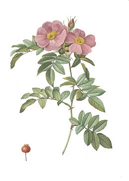 手绘花卉油画