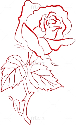 盛开的红色玫瑰花