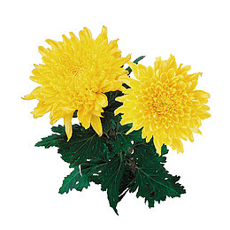 精美的黄色菊花免抠素材