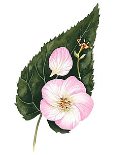 花蕾树叶