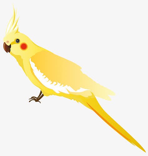 凤冠的黄鹦鹉