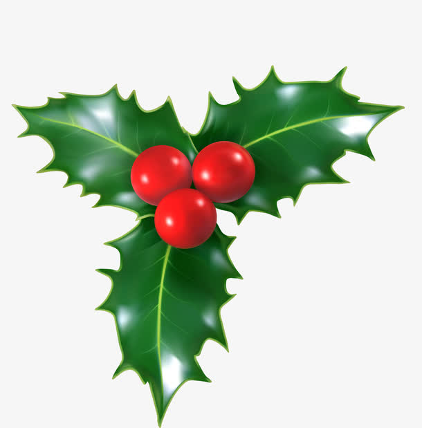 圣诞节冬青植物