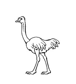 简笔画鸵鸟