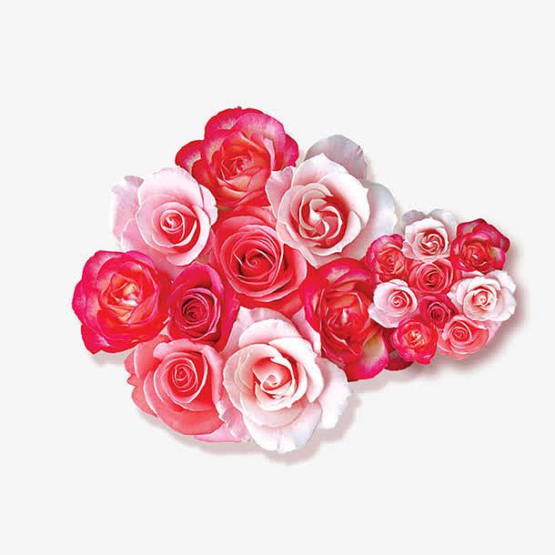 情人节红色粉色玫瑰花