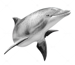 生活再海洋里的海豚