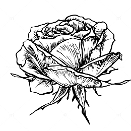 手绘涂鸦水彩花卉