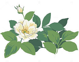 盛开的白玫瑰
