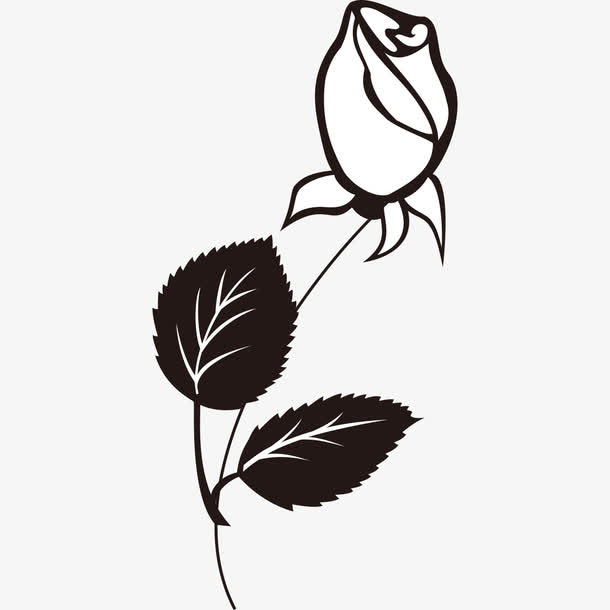 关键词 : 玫瑰花,手绘,花苞,png装饰,png图形,装饰,矢量,矢量图[声明]