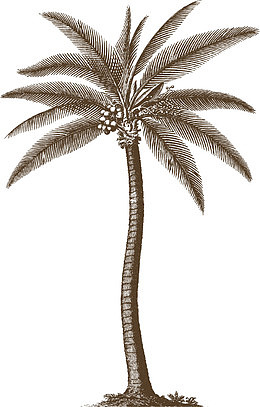 灰色槟榔树