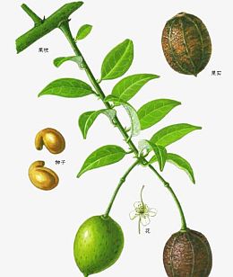 动漫槟榔手绘/卡通图片免费下载_动漫槟榔手绘/卡通素材_觅元素