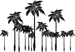 槟榔树林