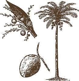 槟榔树果子