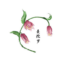 药材曼陀罗