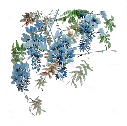 手绘墨画紫藤花