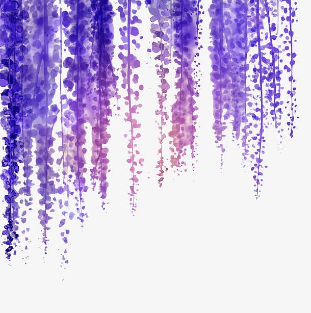 紫藤花构成的帘