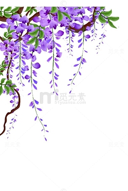 紫藤花藤蔓图片素材