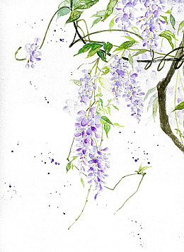 手绘紫藤花