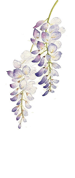 手绘紫藤花