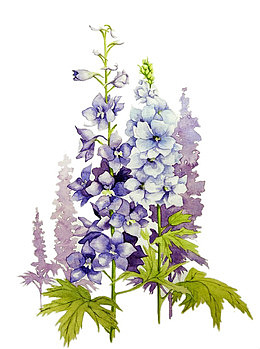 水彩紫藤花图片素材