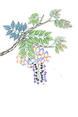 一枝紫藤花