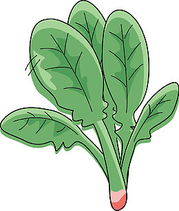 一根蔬菜