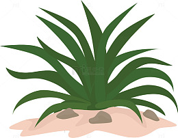 仙人草沙丘