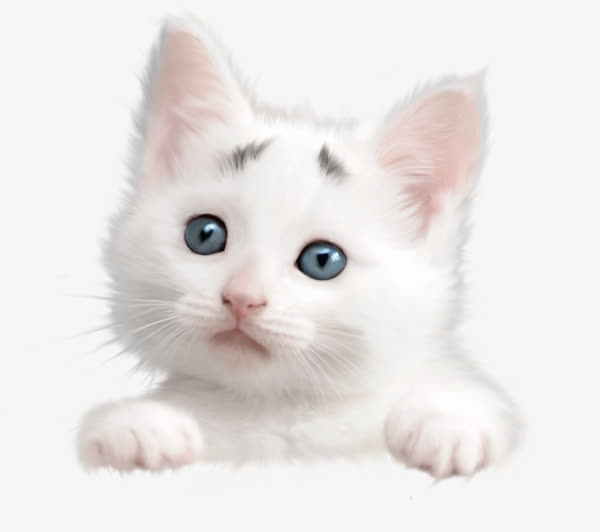 可爱小猫素材免费下载_觅元素