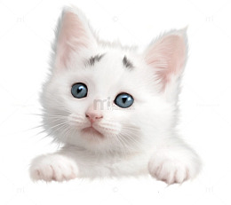 可爱小猫
