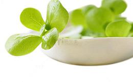 野菜妈妈子菜马绳子菜一年生草本