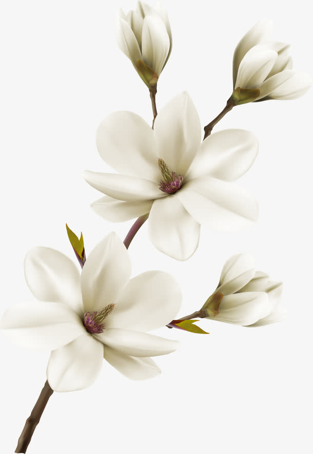 清新唯美白玉兰花图片素材免费下载_觅元素
