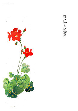 红色天竺葵
