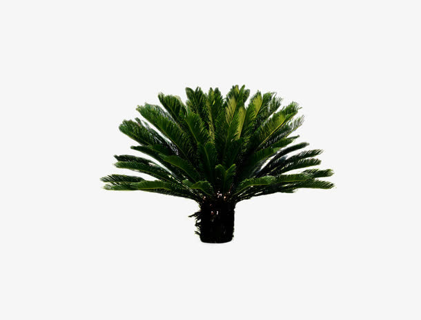 铁树免抠素材免费下载_觅元素51yuansu.com