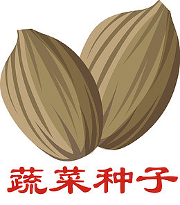 小麦出苗时下面的种子部分