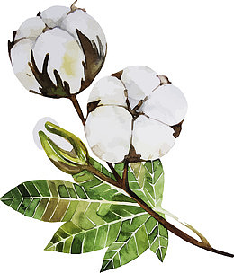 棉花花朵植物素材图