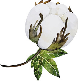 矢量白色棉花花朵图