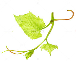 葡萄叶子植物图案