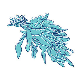一捆野菜手绘简图