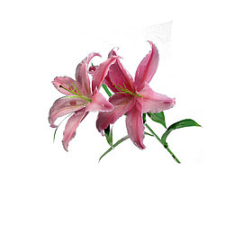 两朵百合花