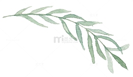 手绘柳叶