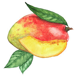 手绘芒果