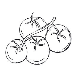 素描西红柿