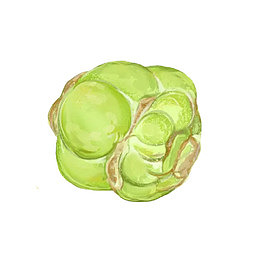 手绘榨菜