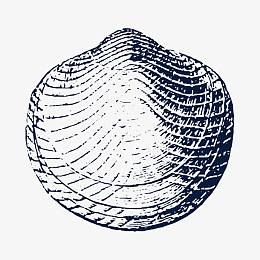 手绘黑色贝壳素描